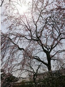 北門枝垂れ桜